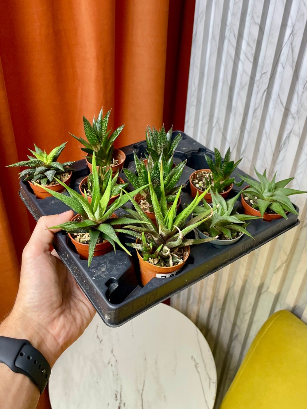 Хавортия микс, D5см Н10см, 1шт, Urban Jungle