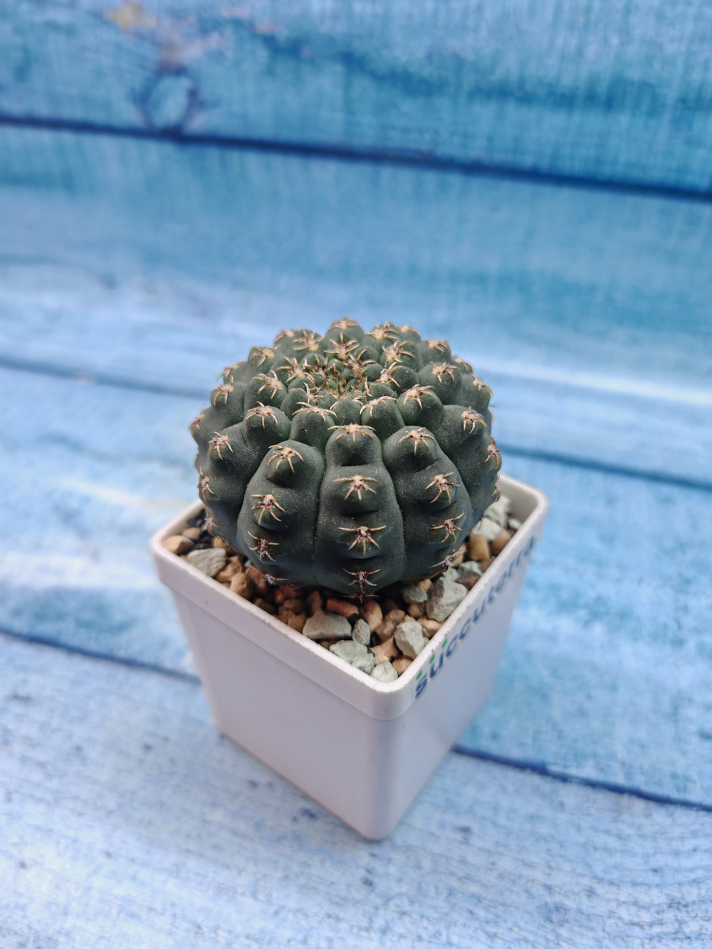 Gymnocalycium Quehlianum (Гимнокалициум)