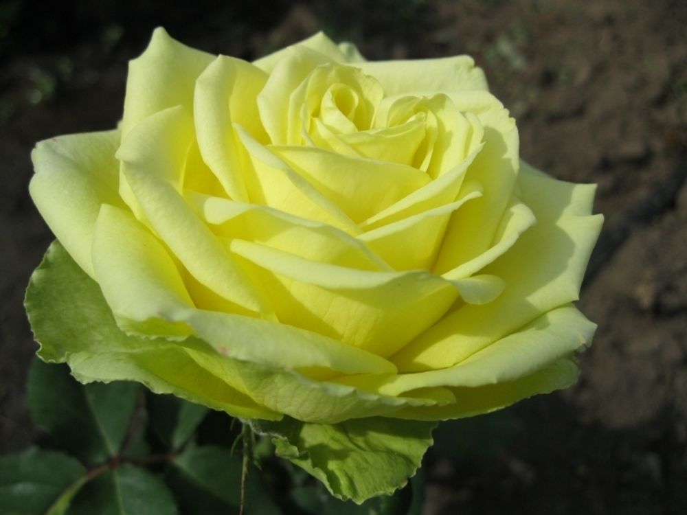 Роза плетистая Салатовая