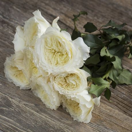 Пэйшнс (Patience)