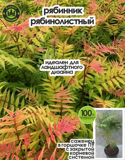 Саженец, Рябинник, 1шт