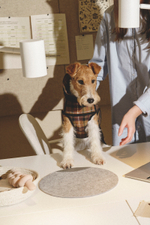 Попона "Пони-Шерлокони"