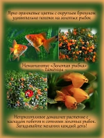 Нематантус Золотая рыбка