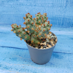 Tephrocactus Molinensis Red Glochids (Тефрокактус)