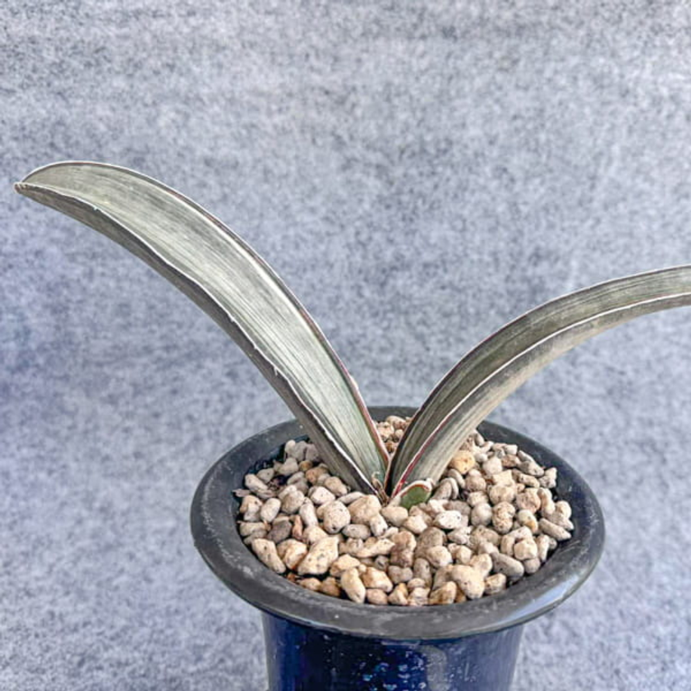 Сансевиерия HALLII DARK PINK WHITE VAR s.L