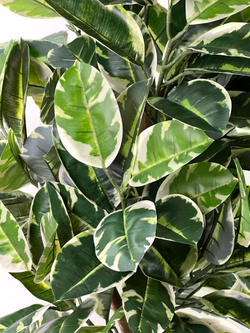 Фикус Эластика Тинеке 150 см.