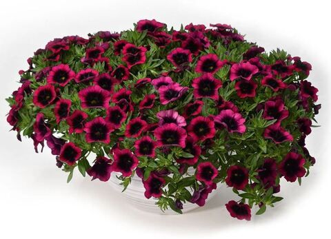 Калибрахоа Дракула