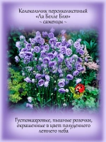 Колокольчик Ла Белле Блю персиколистный многолетний