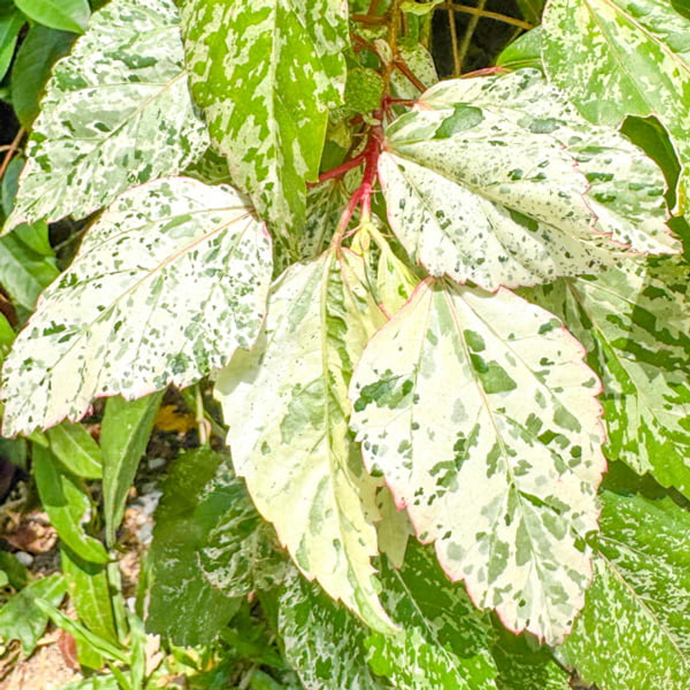 Гибискус китайский вар – Hibiscus rosa-sinensis var