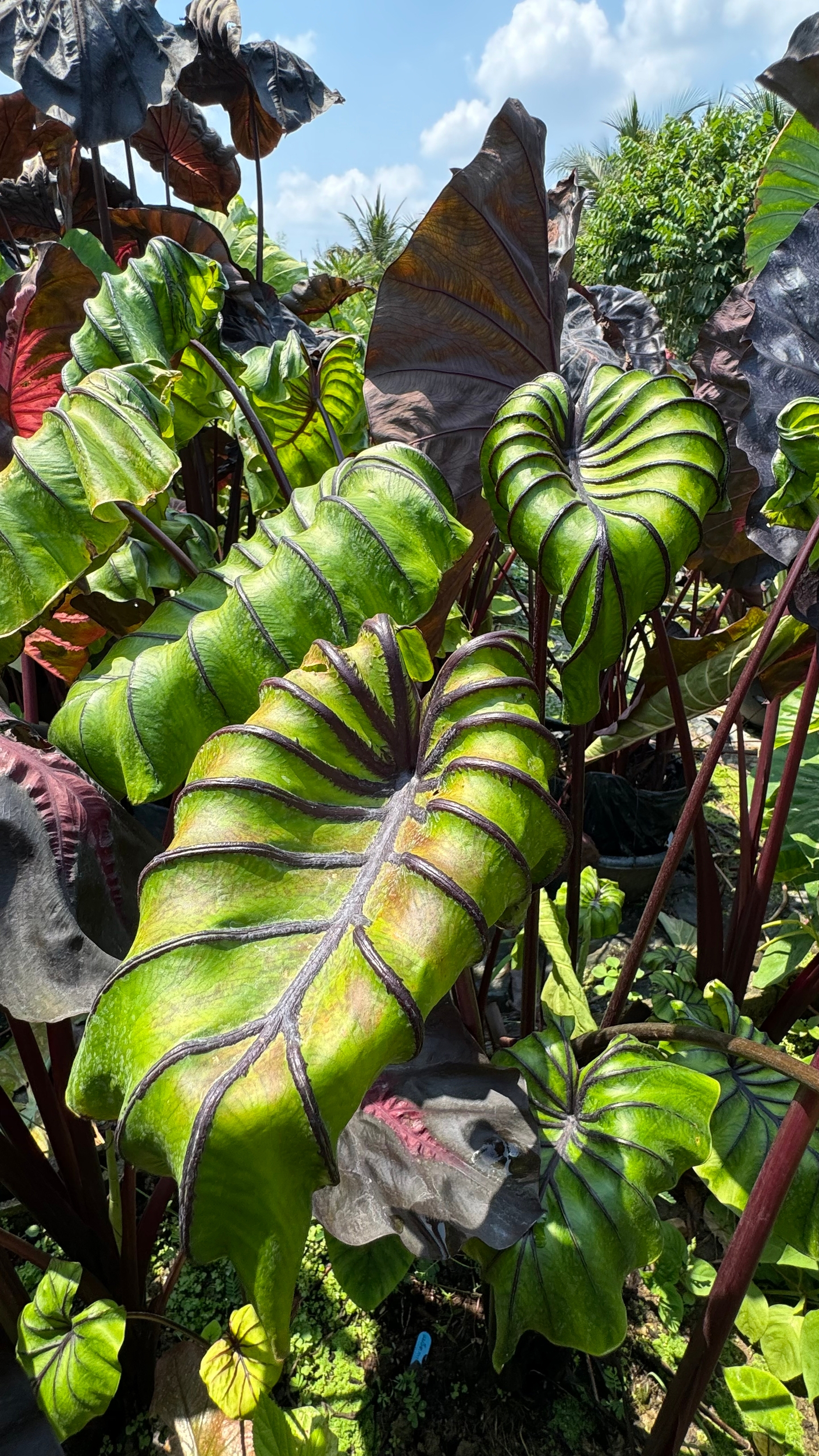 Колоказии - май 2026