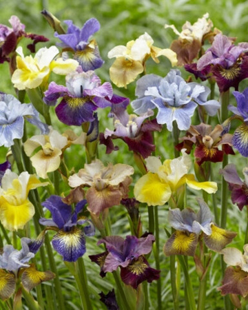 Ирис Сибирский Пикок Баттерфляй Бридерс Микс