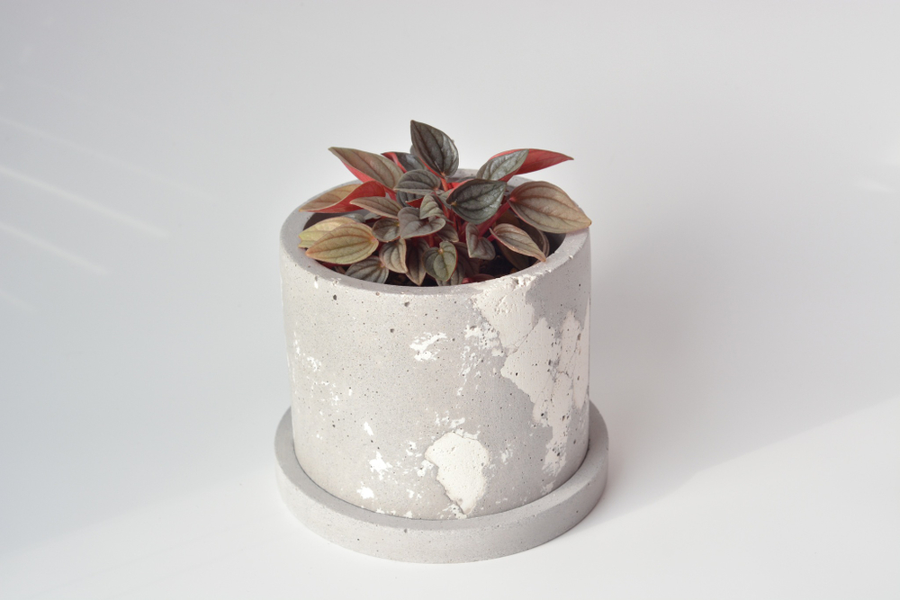 Пеперомия Санторини / Peperomia Santorini