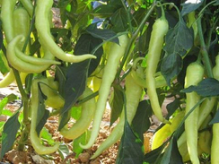 Гомера F1 семена перца острого (Enza Zaden / Энза Заден)