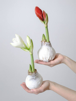 купить подарок на Новый год - луковицы амариллиса в воске