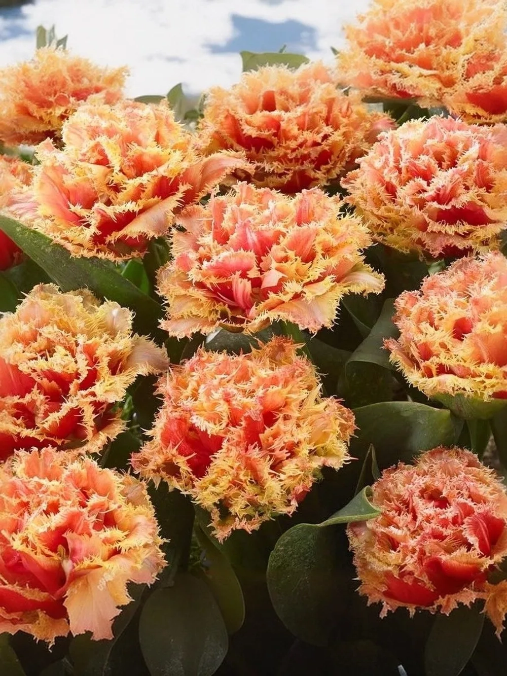 Тюльпан Махрово-бахромчатый Брисбен