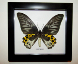 Бабочка Troides hypolitus самка в рамке