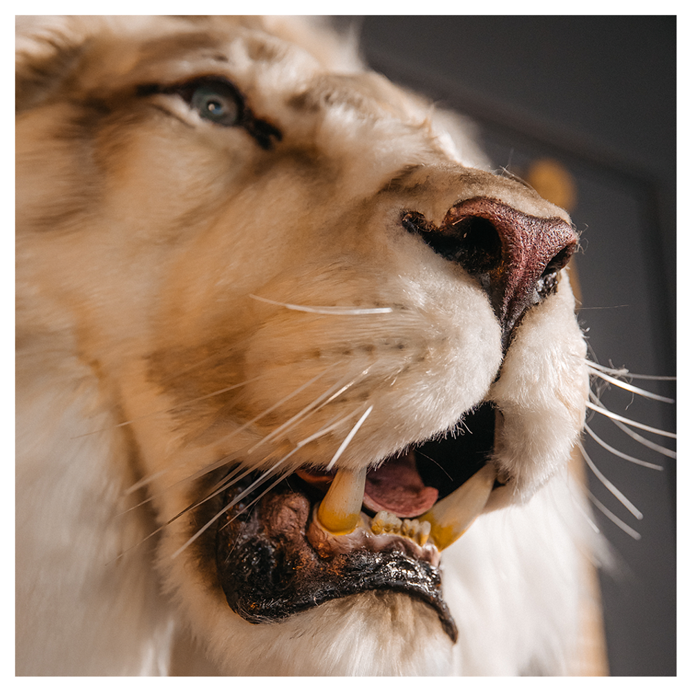 Реплика головы «Африканский лев»