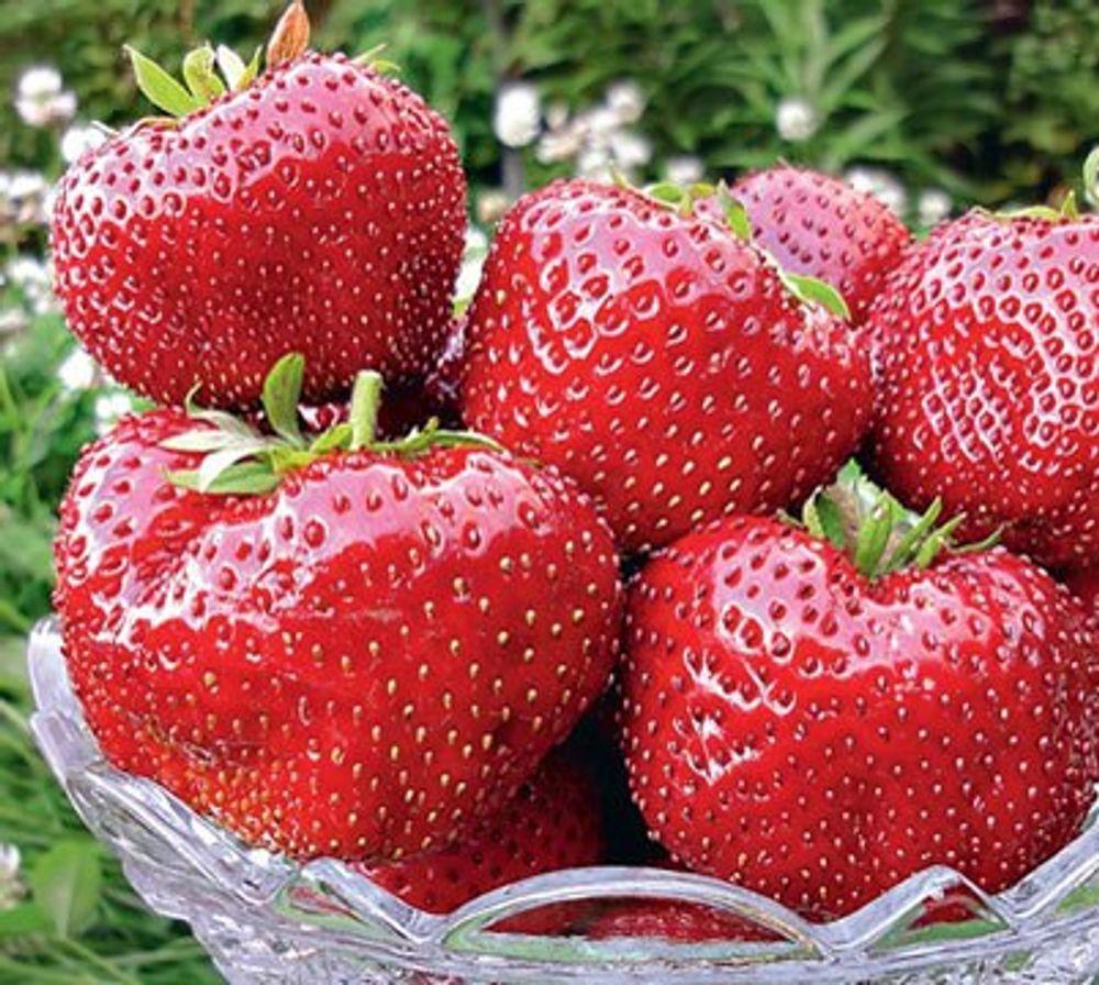 Земляника Максим среднепоздняя