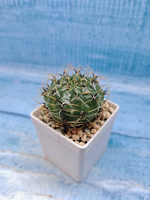 Matucana Aureiflora (Матукана)