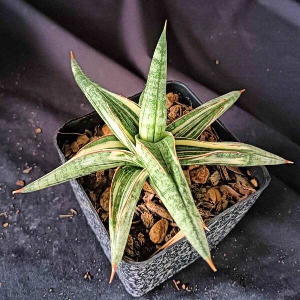 Сансевиерия LAVRANOS 1970 WHITE VAR