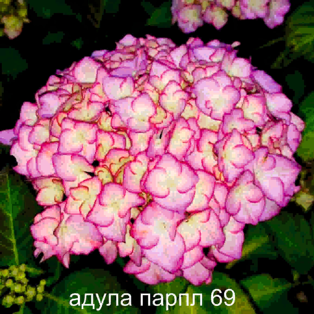 ADULA PINK.Адула Пинк(Стандарт поставки Р9)2025г.
