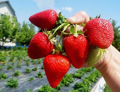 Клубника (земляника) ремонтантная Сан Андреас (ОКС)