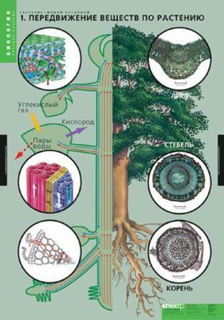 Комплект таблиц "Растения- живой организм" (4 табл.)