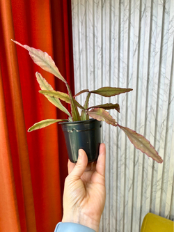 Рипсалис Эллиптика, D9см Н20см, 1шт, Urban Jungle (7143)