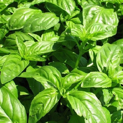 Зеленый ароматный семена базилика (Seminis / Семинис)