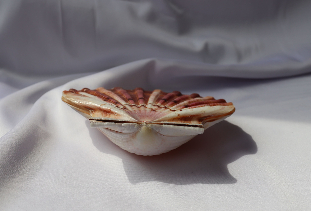 Раковина Пектен Албикан (Pecten albicans) двустворчатая (склеена), 9-12см, 1шт