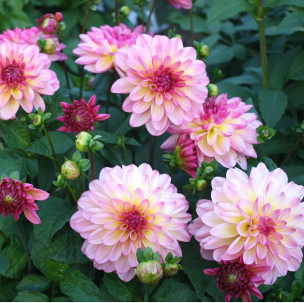 Георгин Зингаро (1 шт) Волжский Сад