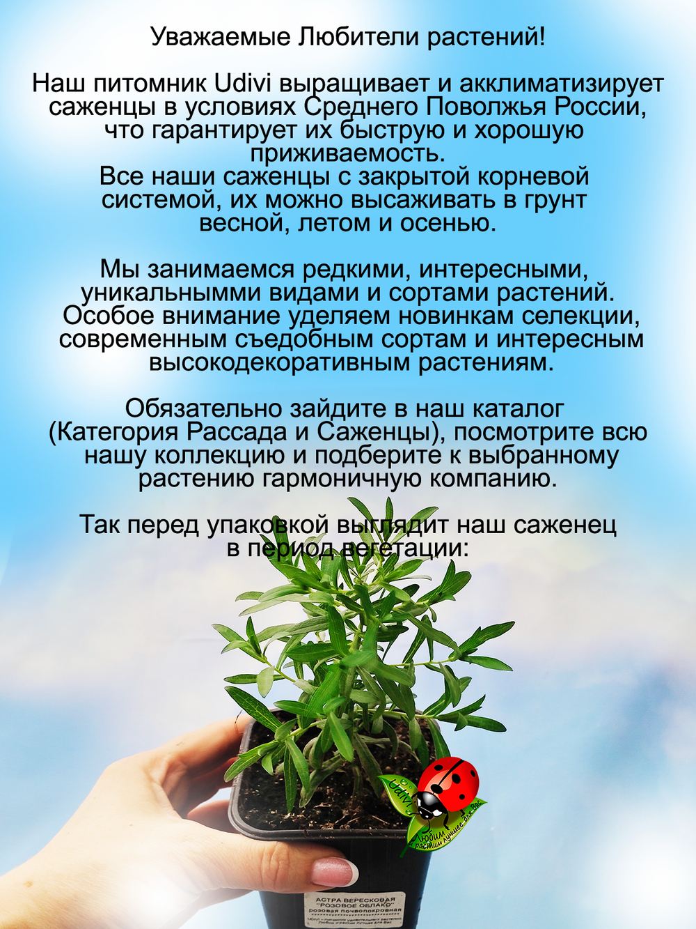 Астра Вересковая Снежная лавина многолетник