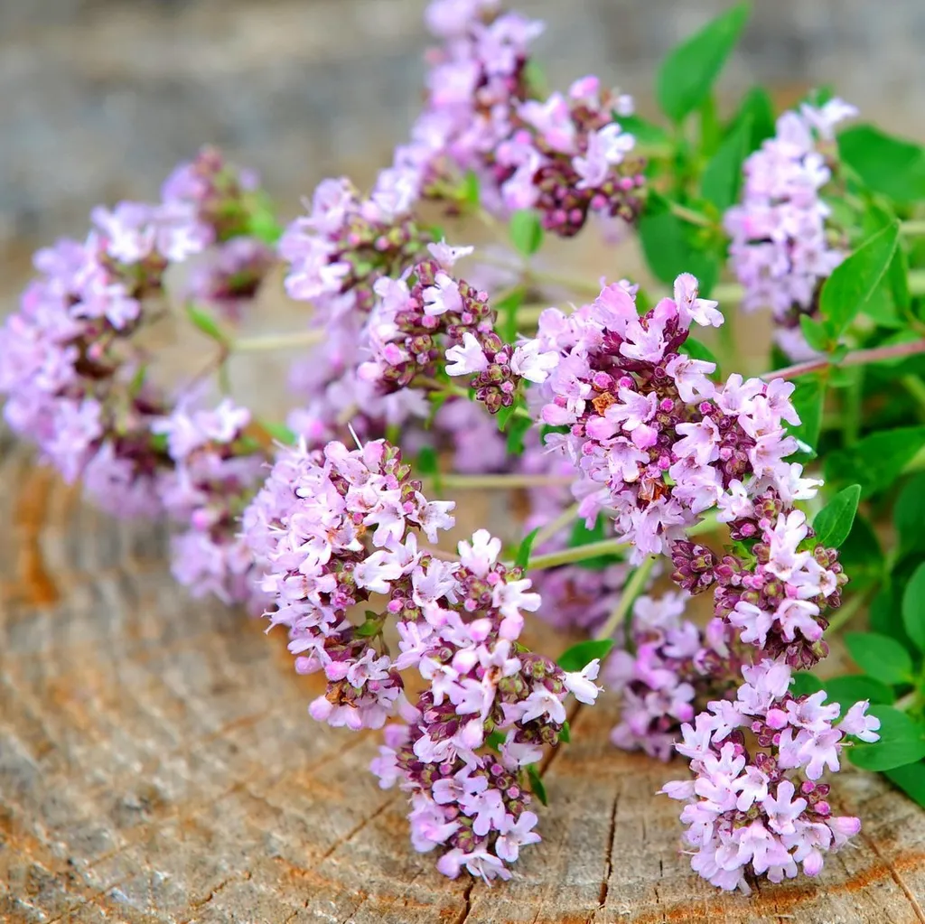 Душица обыкновенная