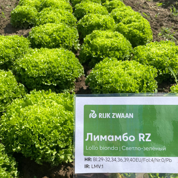 Лимамбо_семена_салата_листового_Rijk_Zwaan_купить_оптом – фото 4