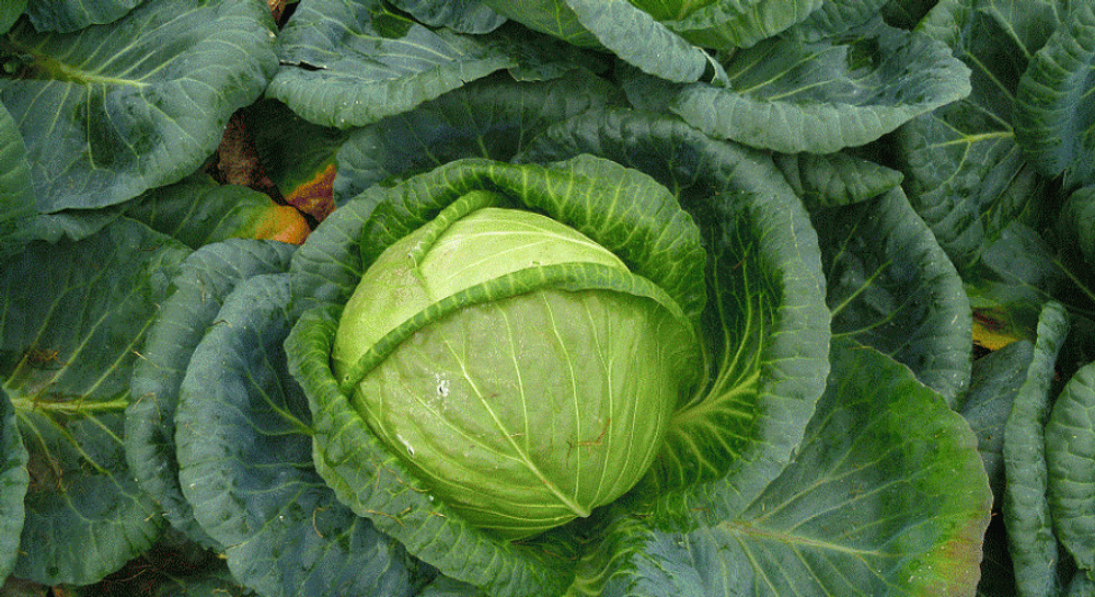 Тобия F1 семена капусты белокочанной (Seminis / Семинис)