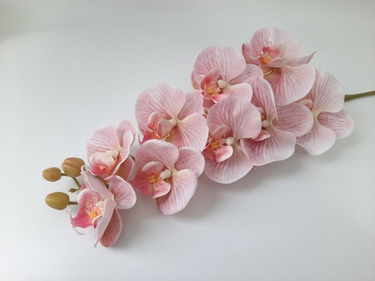 Орхидея "Перфект" 04
