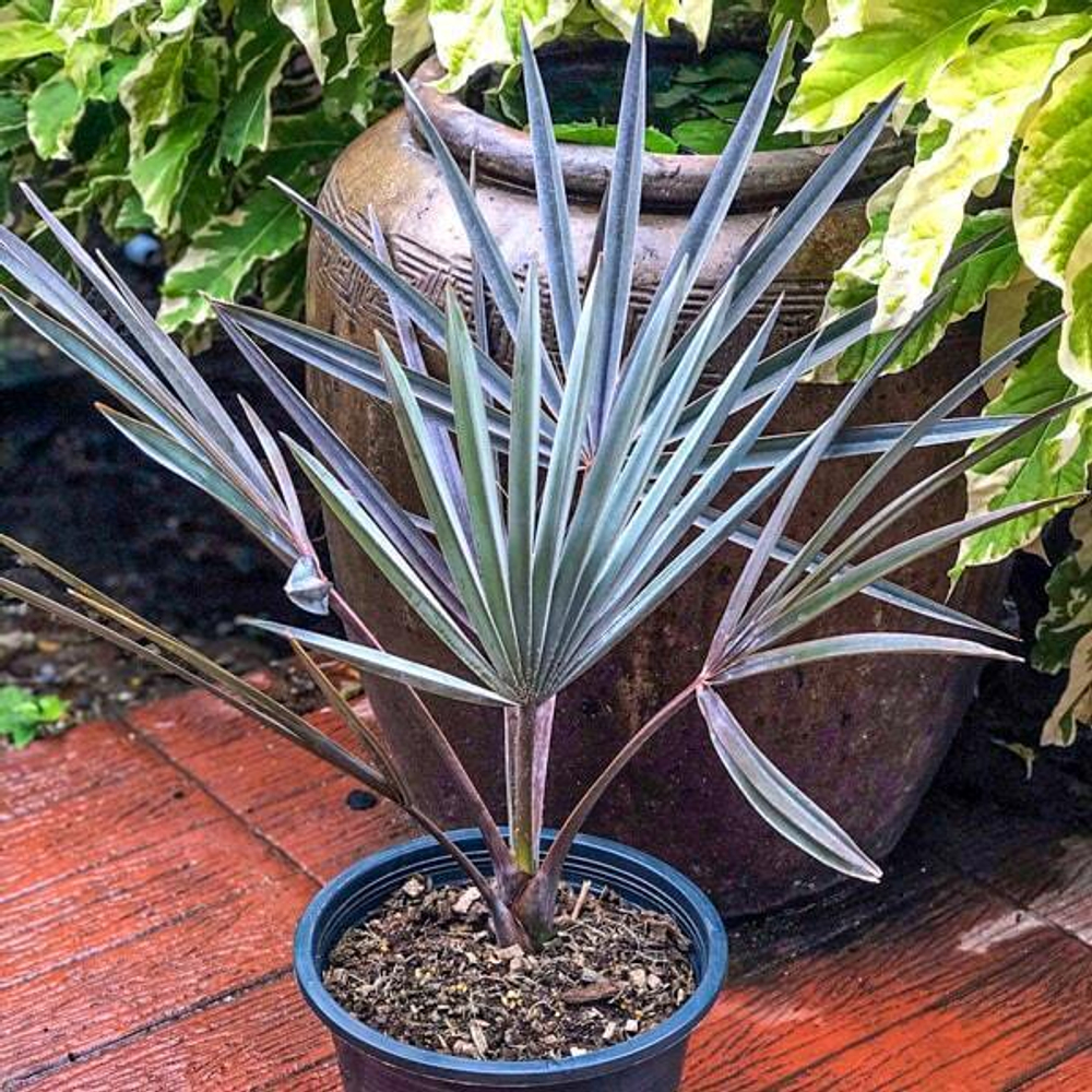 Пальма BISMARKIA NOBILIS