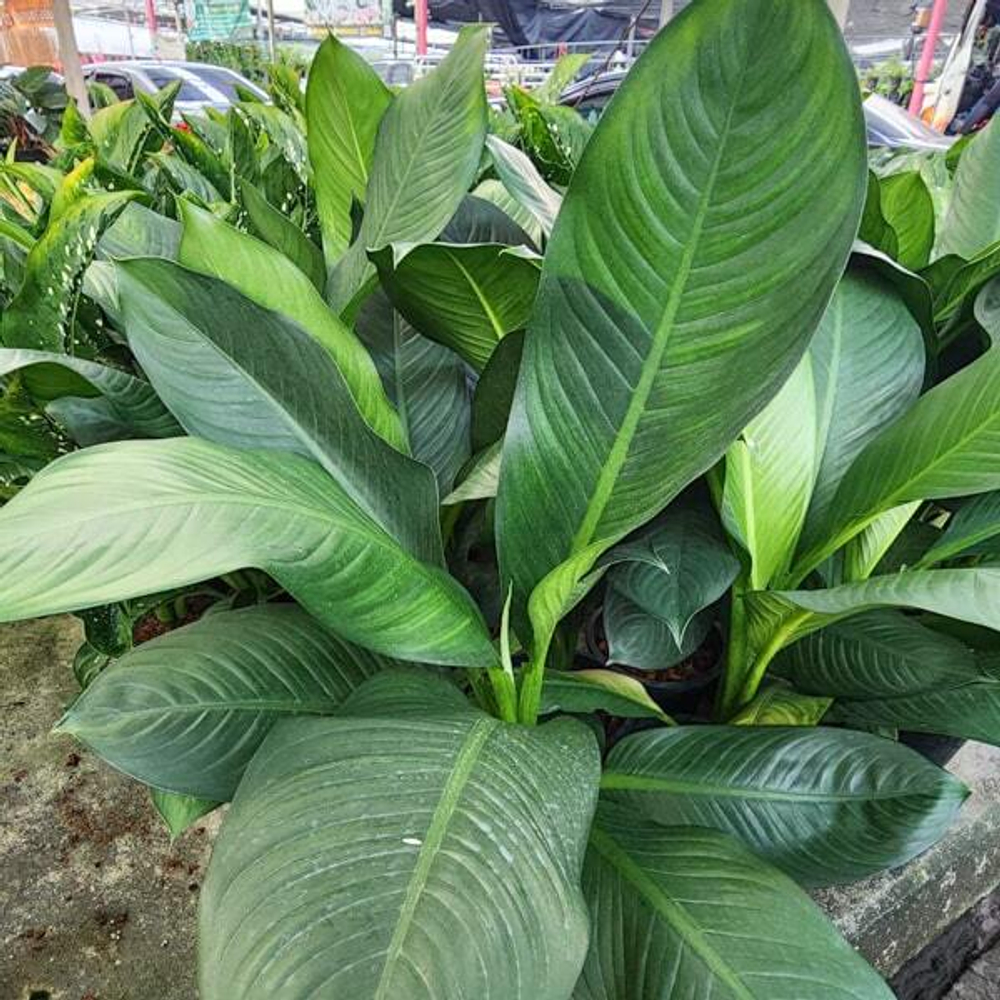 Диффенбахия DAGUENSIS GREEN