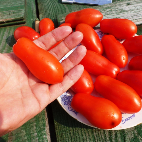 Помидоры Fingers of Naples - Дамские Пальчики из Неаполя