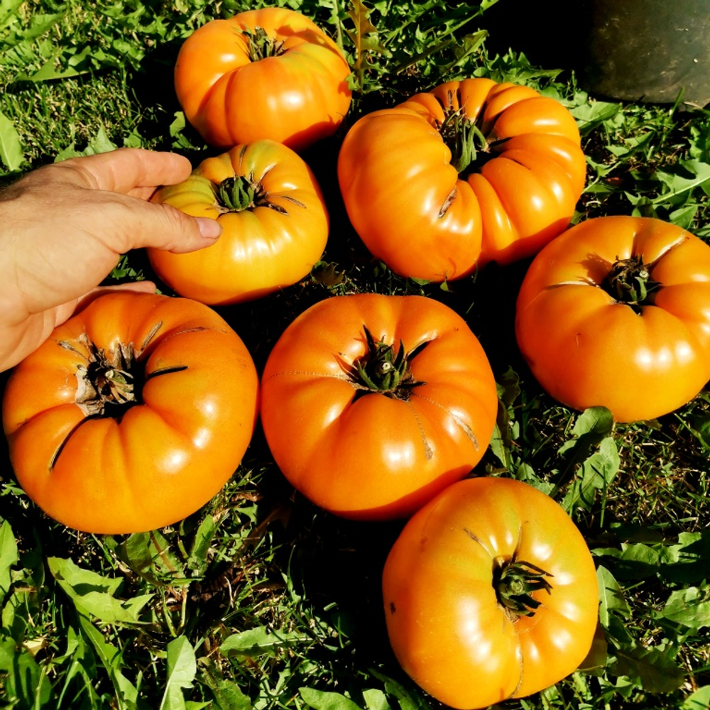 Помидоры КВХ - Kellogg's Breakfast Cross