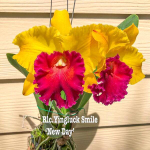 Орхидея ринхолелиокаттлея RLC. YINGLUCK SMILE 'NEW DAY'
