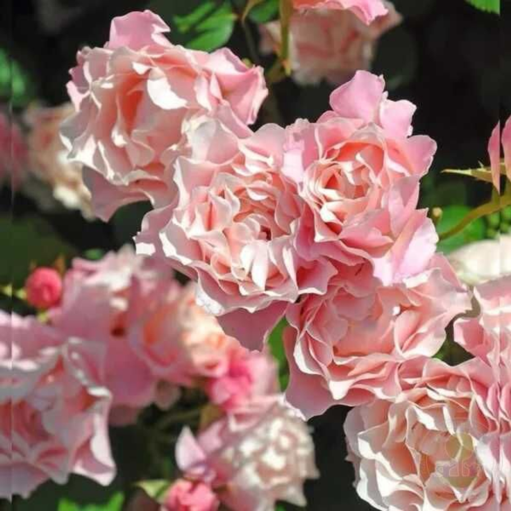 Роза чайно-гибридная Дафна С6