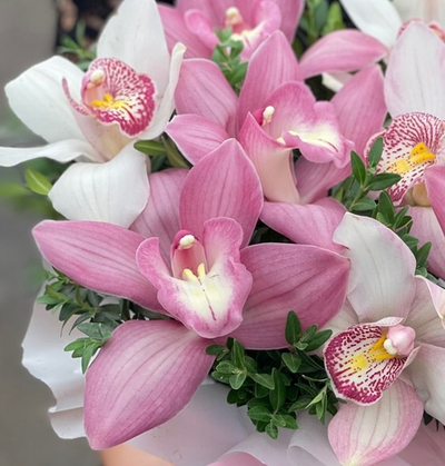 Орхидея в аквабоксе