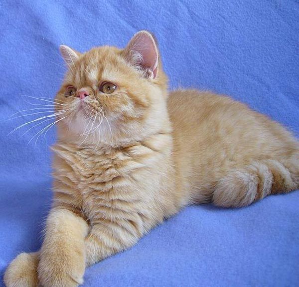 Экзотическая короткошерстная кошка Экзотическая короткошерстная кошка