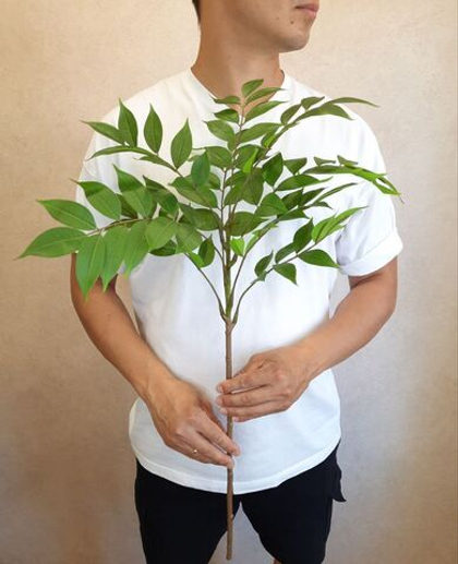 Акация / Арт 1015