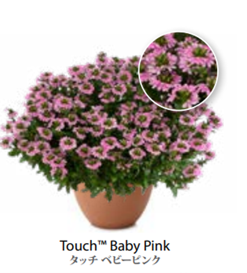 ЕВРО Сцевола Touch Baby Pink укор черенок декабрь