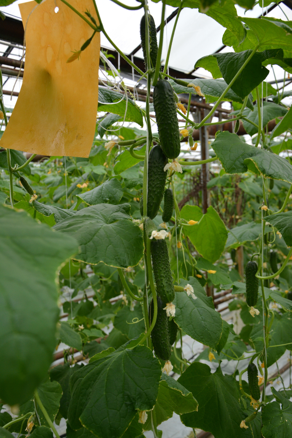 Баде F1 семена огурца партенокарпического ( Yuksel Tohum / )