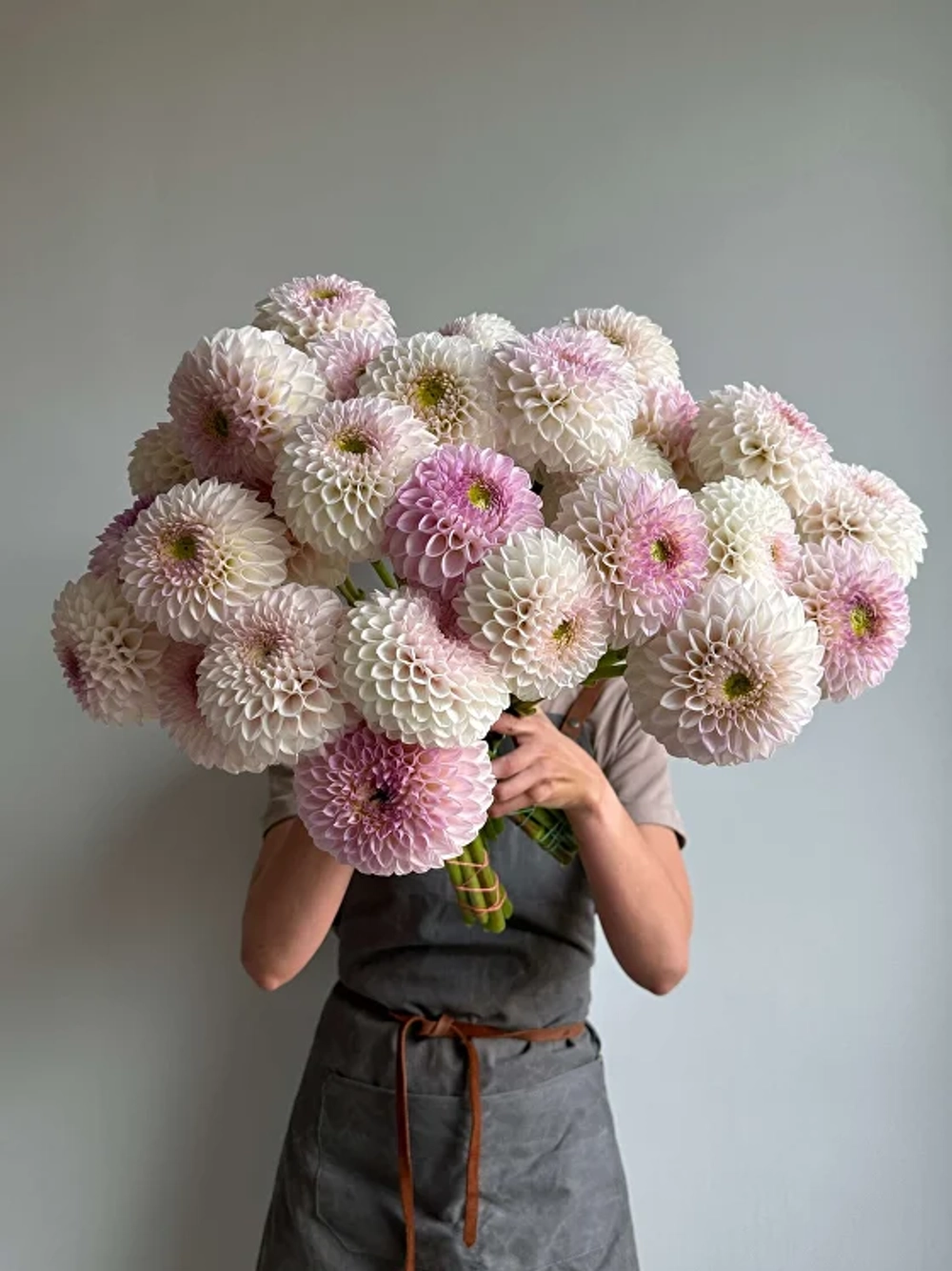 Георгин Pink Pearl (корень) Закупка М55 апрель 2026