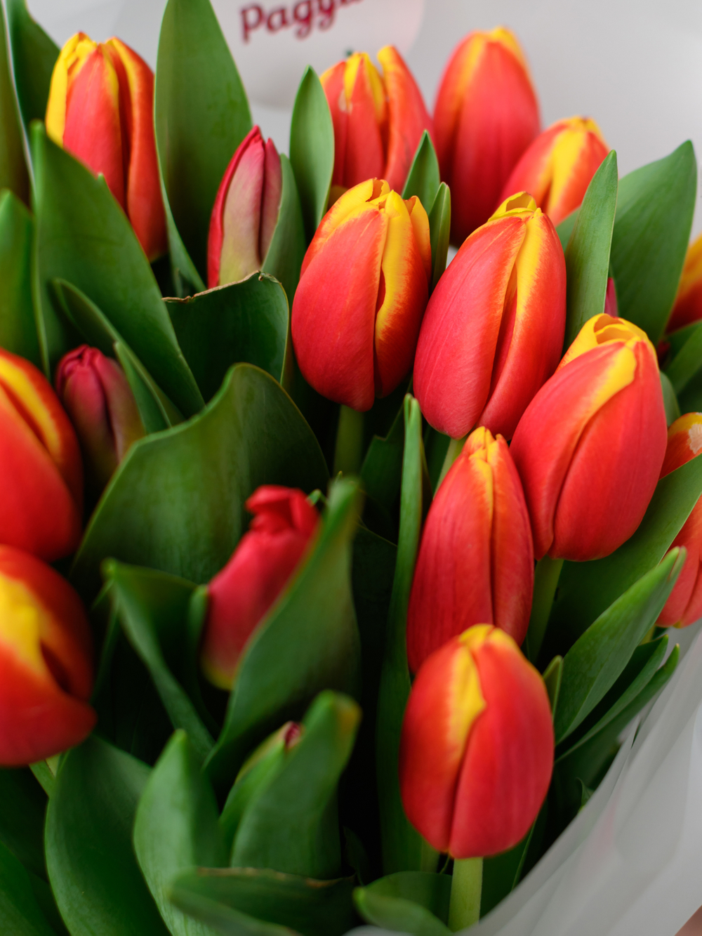 Тюльпаны микс