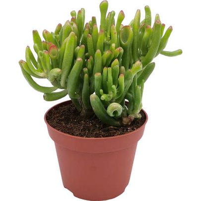 Суккуленты 🌵 - большой ассортимент в наличии